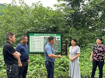 大足区政协主席廖文丽开展巡林工作